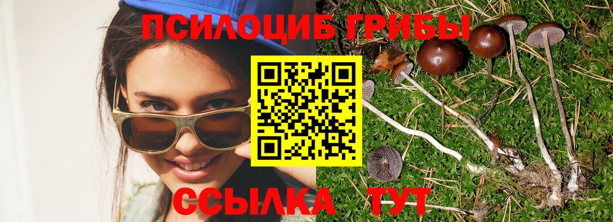 Псилоцибиновые грибы мицелий Камень-на-Оби